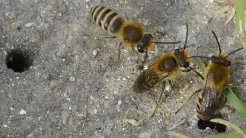 Colletes hederae
